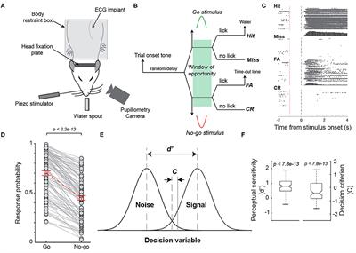 Perceptual Behavior Depends Differently on Pupil-Linked Arousal and Heartbeat Dynamics-Linked Arousal in Rats Performing Tactile Discrimination Tasks